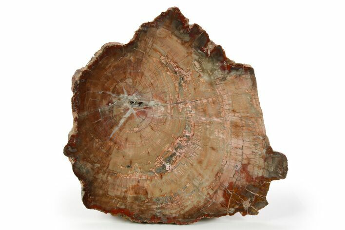 Colorful, Pink Petrified Wood (Araucaria) Round - Arizona #261787